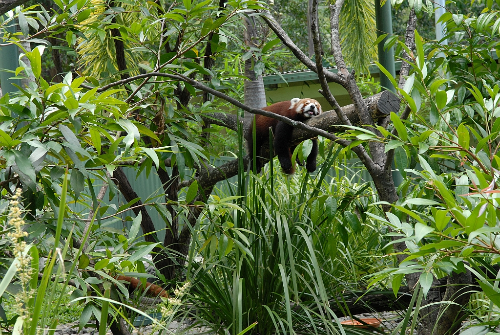 0099 Cairns Tropical Zoo.jpg